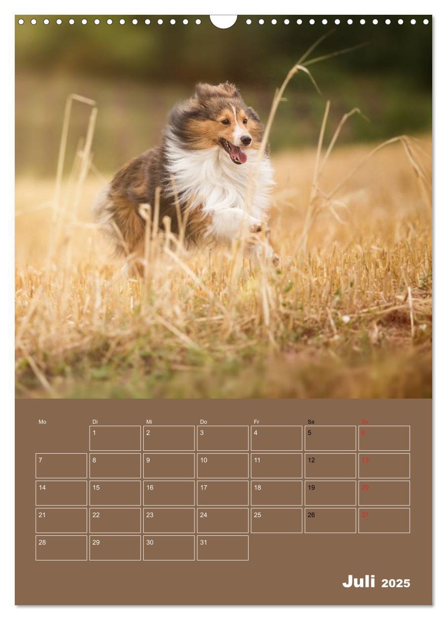 Bild: 9783457012932 | SHELTIES Herzensbrecher auf 4 Pfoten (Wandkalender 2025 DIN A3...