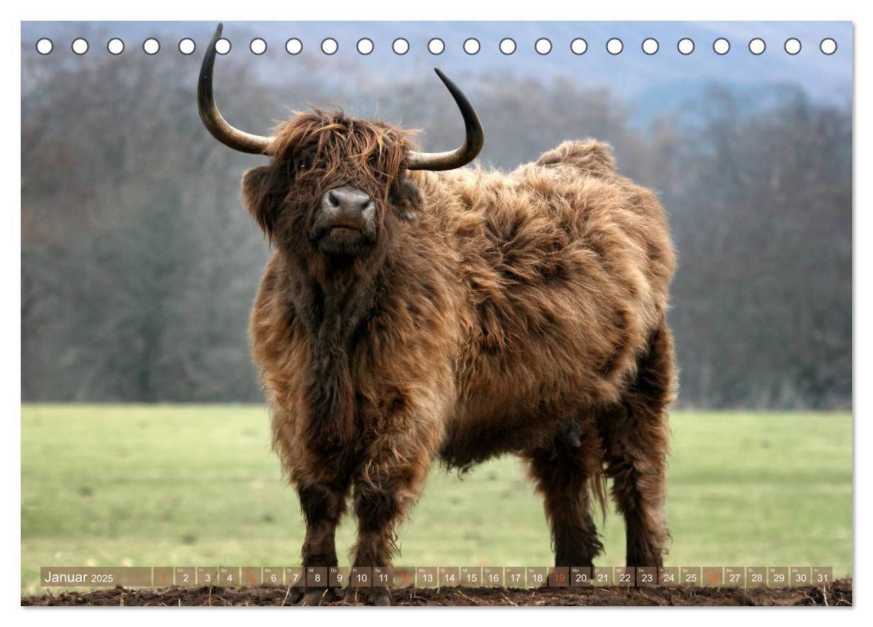 Bild: 9783435709007 | Schottische Hochlandrinder - Highland Cattle im Portrait...