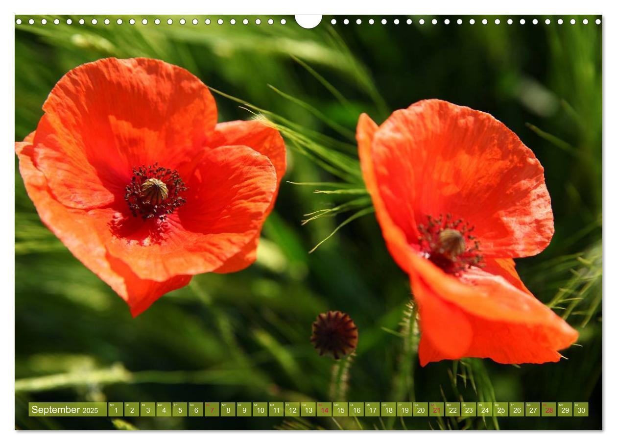 Bild: 9783435734160 | Mohn Tage (Wandkalender 2025 DIN A3 quer), CALVENDO Monatskalender