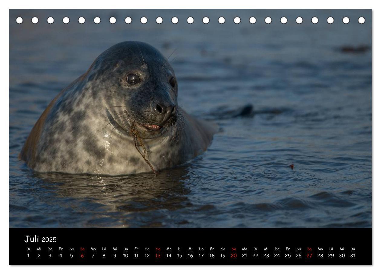 Bild: 9783435712014 | Robben auf Helgoland 2025 (Tischkalender 2025 DIN A5 quer),...