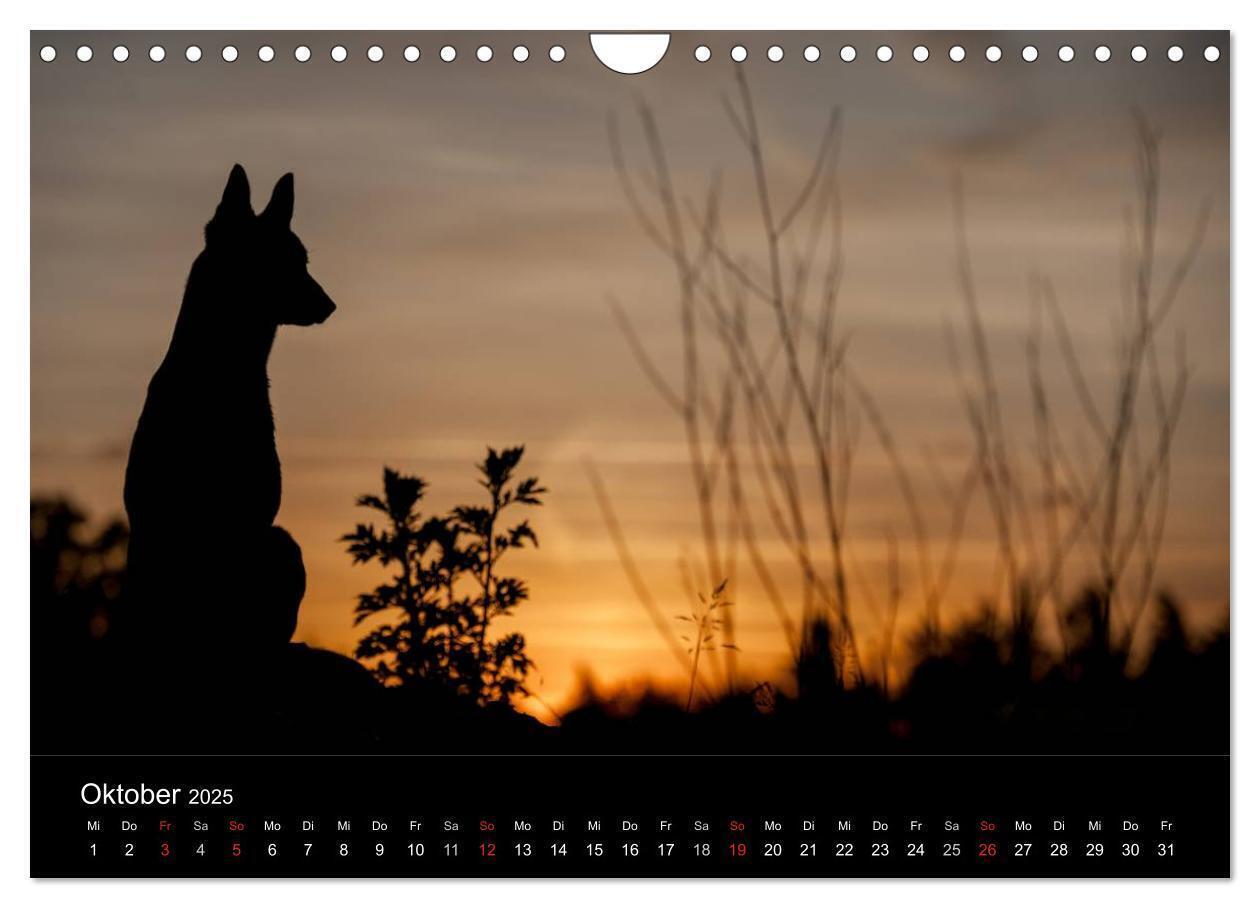 Bild: 9783435639205 | Belgische Schäferhunde - Der Malinois im Licht (Wandkalender 2025...