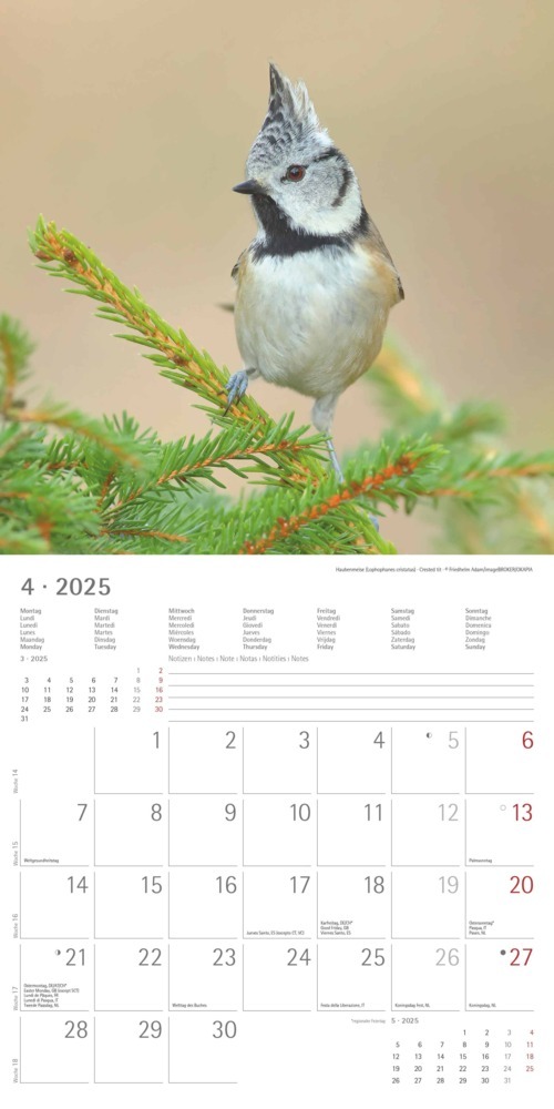 Bild: 4251732340728 | Alpha Edition - Vögel 2025 Broschürenkalender, 30x30cm,...