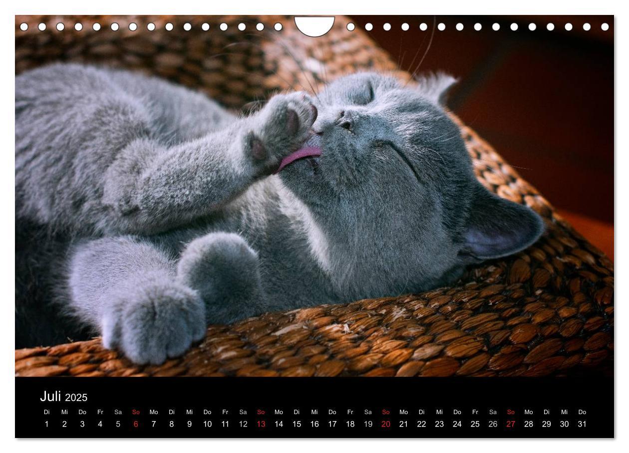 Bild: 9783435763337 | Bärige Schmusetiger - Britisch Kurzhaar (Wandkalender 2025 DIN A4...