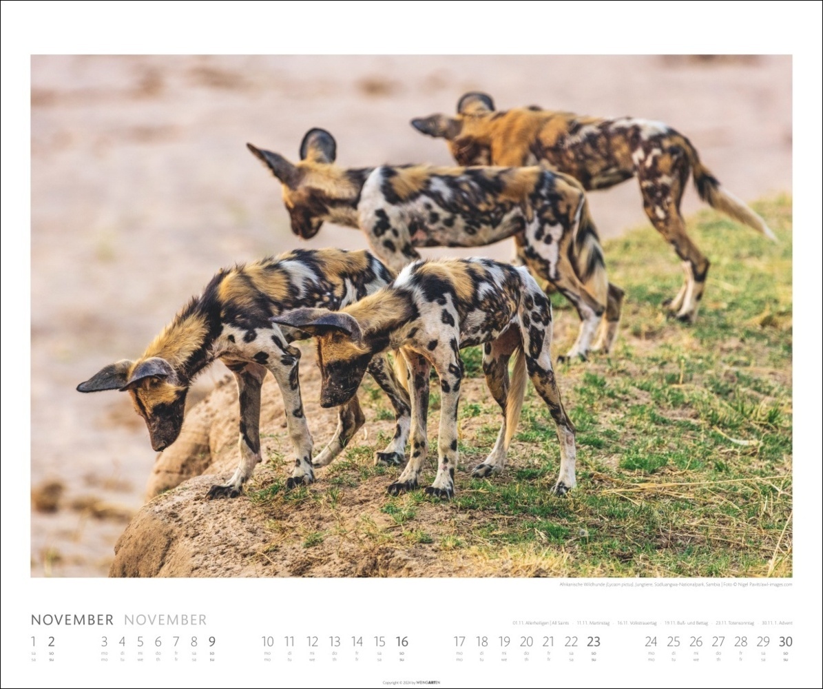 Bild: 9783839901014 | African Wildlife Kalender 2025 | Kalender | Spiralbindung | 14 S.