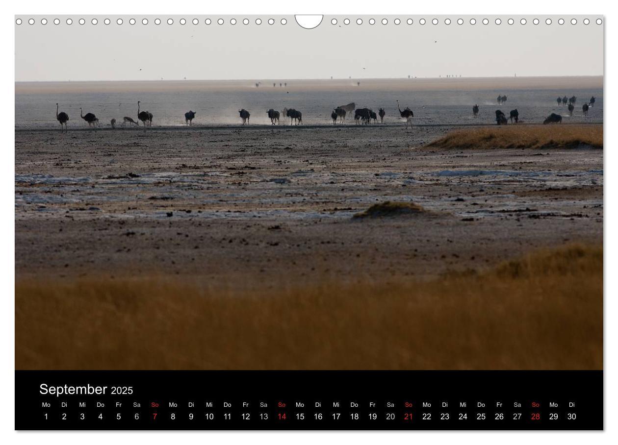 Bild: 9783435837793 | Wildlife Namibia (Wandkalender 2025 DIN A3 quer), CALVENDO...