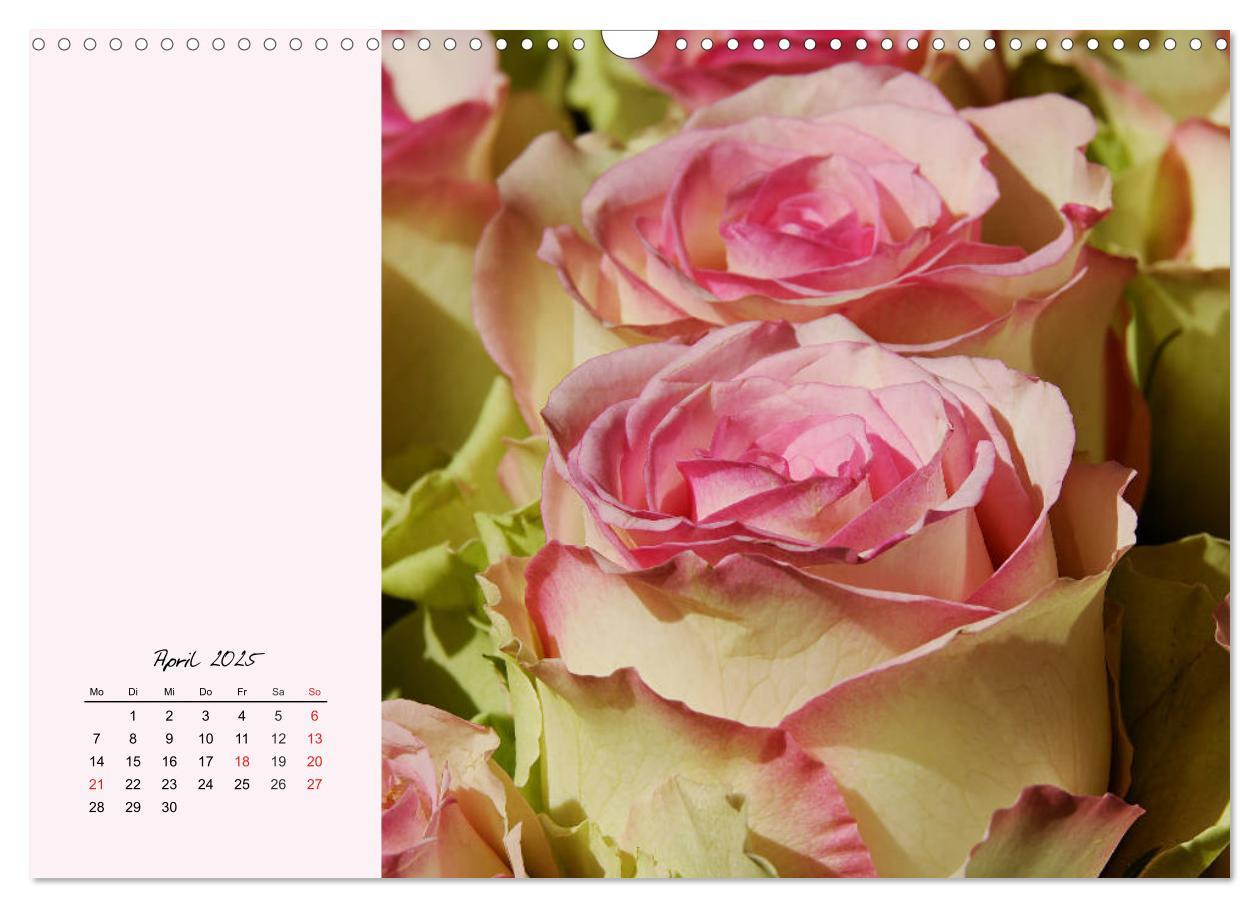 Bild: 9783435198566 | Rosen. Charmante und edle Königinnen (Wandkalender 2025 DIN A3...