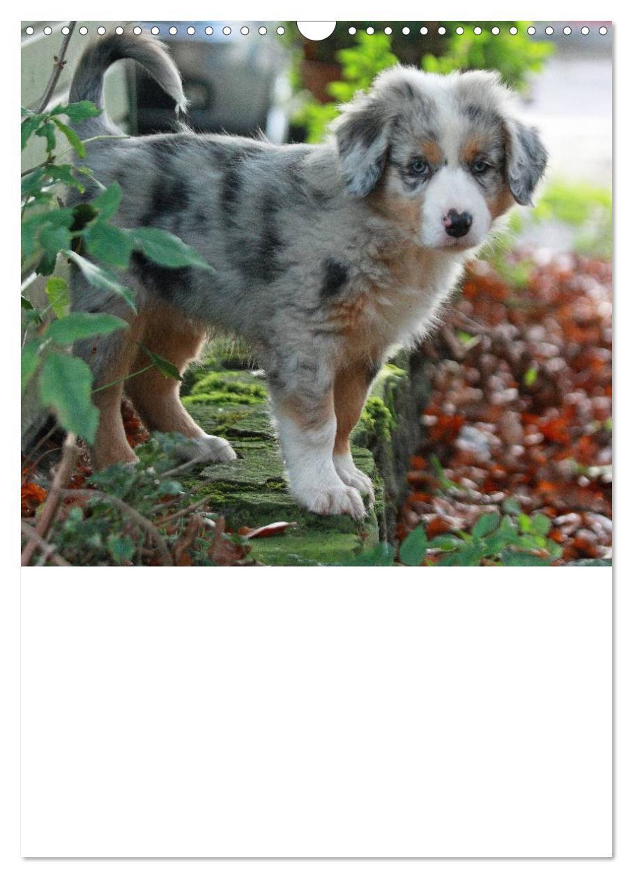 Bild: 9783457080207 | Australian Shepherd (Wandkalender 2025 DIN A3 hoch), CALVENDO...