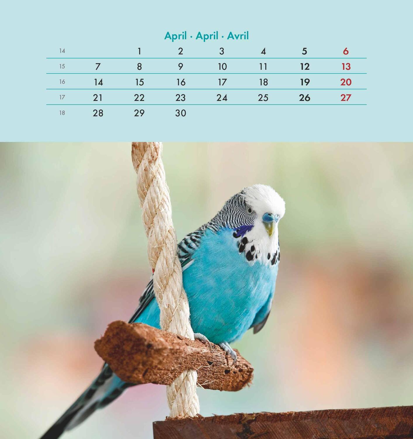 Bild: 4251732342319 | Wellensittiche 2025 - Postkartenkalender 16x17 cm - Budgies - zum...