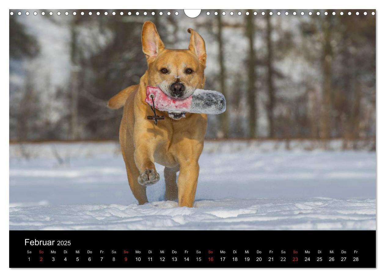 Bild: 9783435761319 | Labrador Retriever 2025 (Wandkalender 2025 DIN A3 quer), CALVENDO...