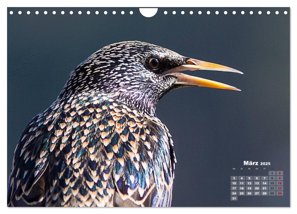 Bild: 9783435729210 | NATUR PUR - Singvögel ganz nah (Wandkalender 2025 DIN A4 quer),...