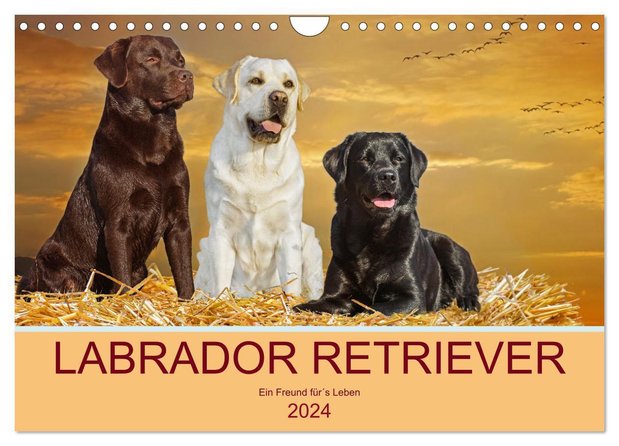 Cover: 9783675625990 | Labrador Retriever - Ein Freund für´s Leben (Wandkalender 2024 DIN...
