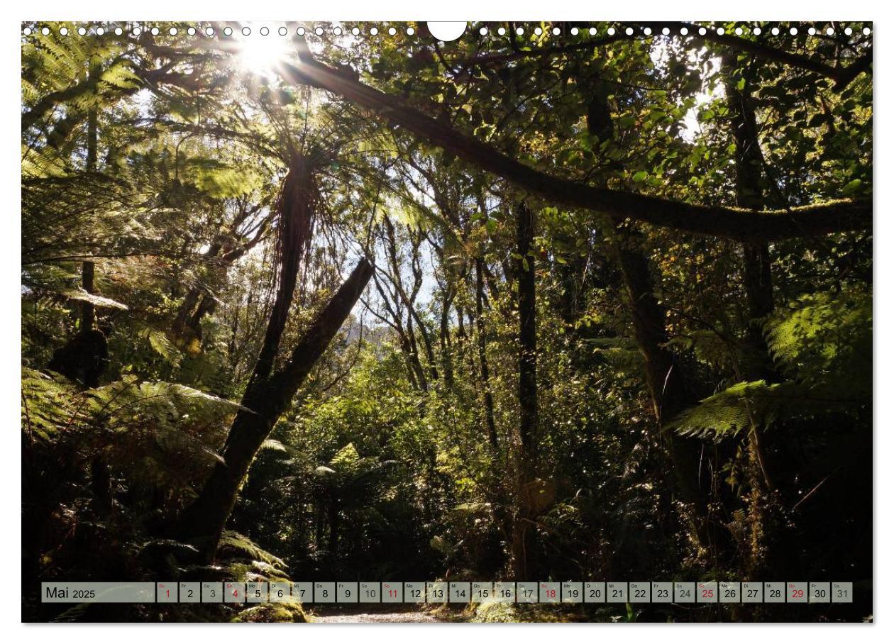 Bild: 9783435622603 | Primärwald - Neuseeland (Wandkalender 2025 DIN A3 quer), CALVENDO...