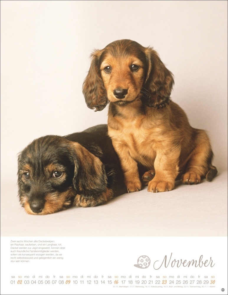 Bild: 9783756405329 | Hundekinder Posterkalender 2025 | Monika Wegler | Kalender | 14 S.