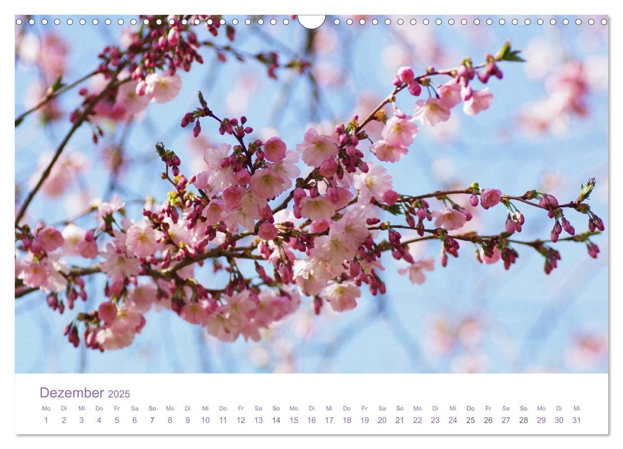 Bild: 9783435810048 | Blumen &amp; Blüten Träume (Wandkalender 2025 DIN A3 quer), CALVENDO...