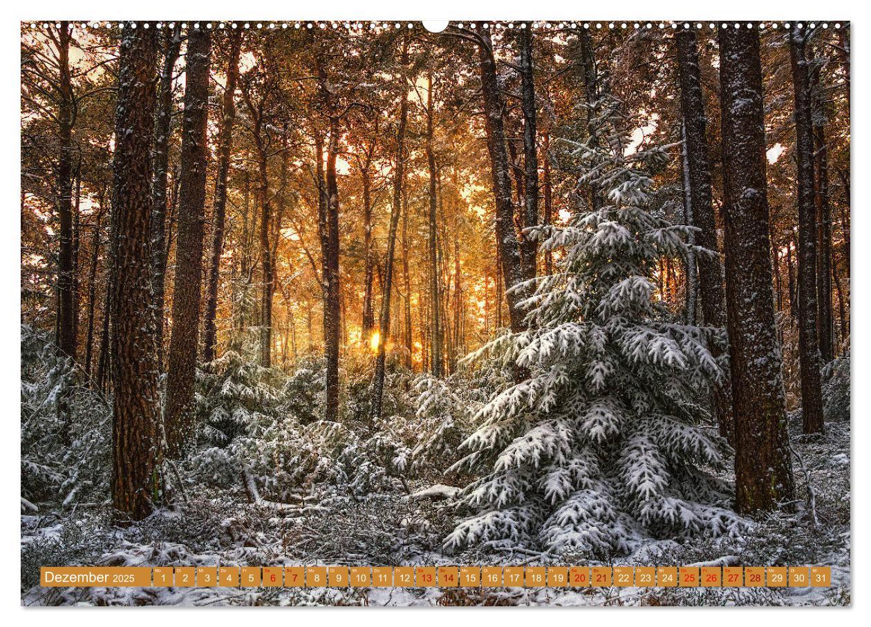 Bild: 9783435148899 | Augenschmaus Pfälzer Wald (Wandkalender 2025 DIN A2 quer), CALVENDO...