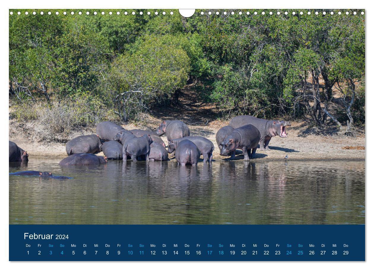 Bild: 9783675723184 | Nilpferde, Kolosse in Afrika (Wandkalender 2024 DIN A3 quer),...