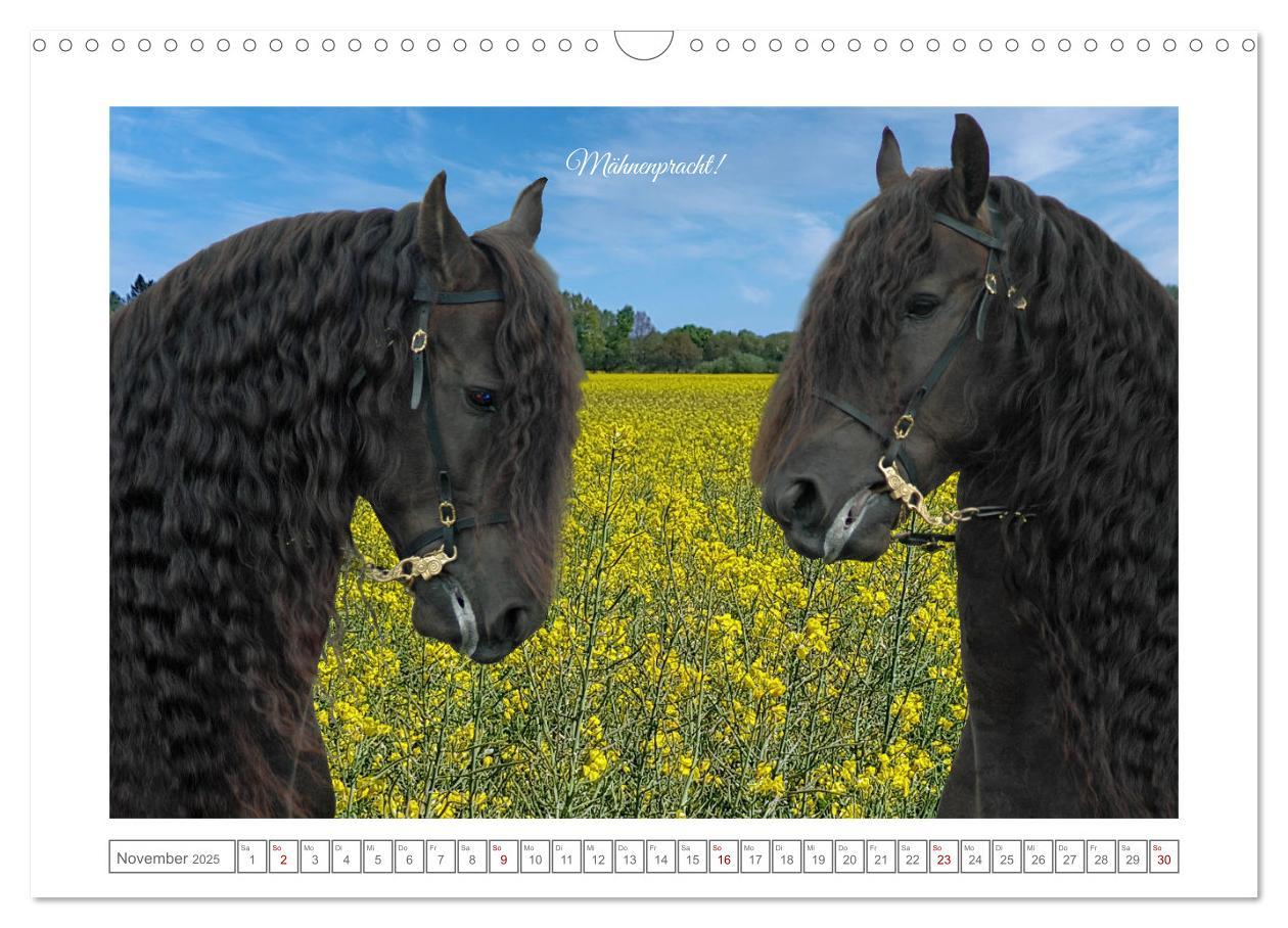 Bild: 9783383909085 | Friesen - elegant und kraftvoll (Wandkalender 2025 DIN A3 quer),...