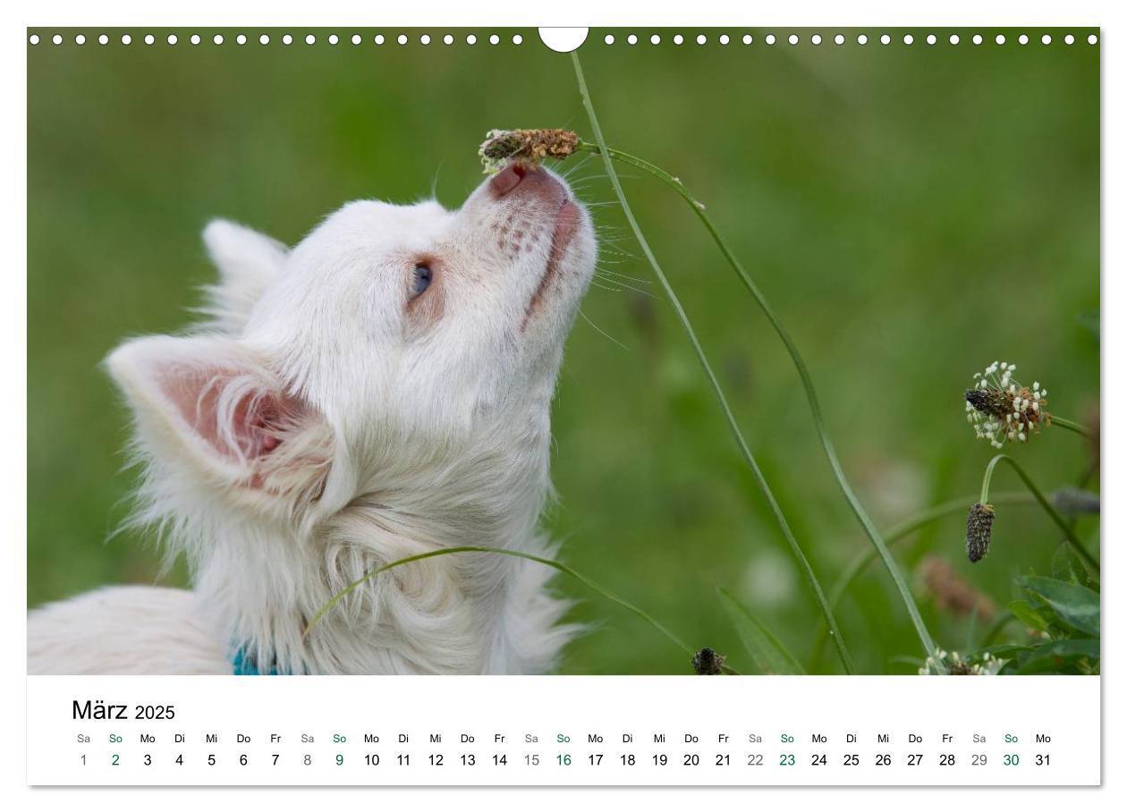 Bild: 9783435772247 | Chihuahuas - kleine Herzensbrecher (Wandkalender 2025 DIN A3 quer),...