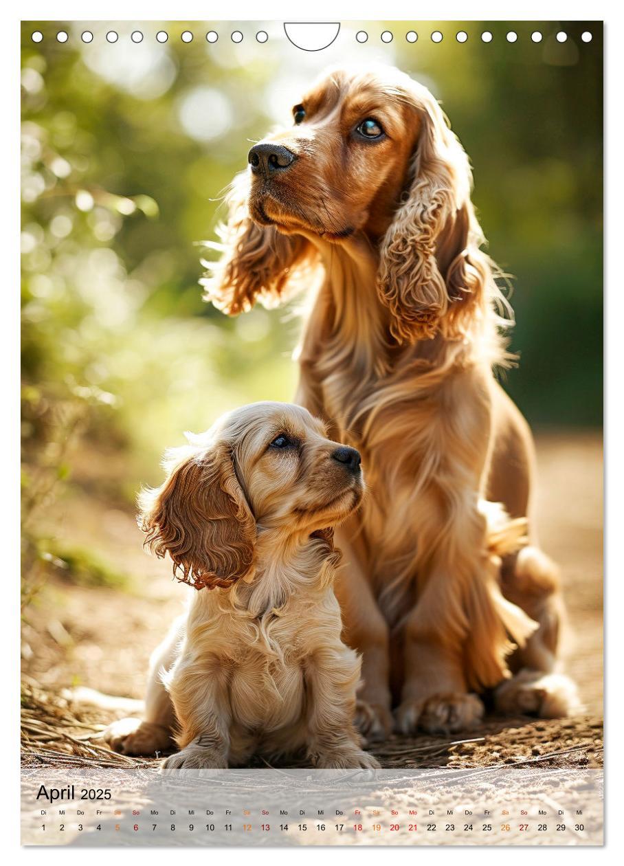 Bild: 9783383765322 | Cocker Spaniel - ein Hund für die Familie (Wandkalender 2025 DIN A4...