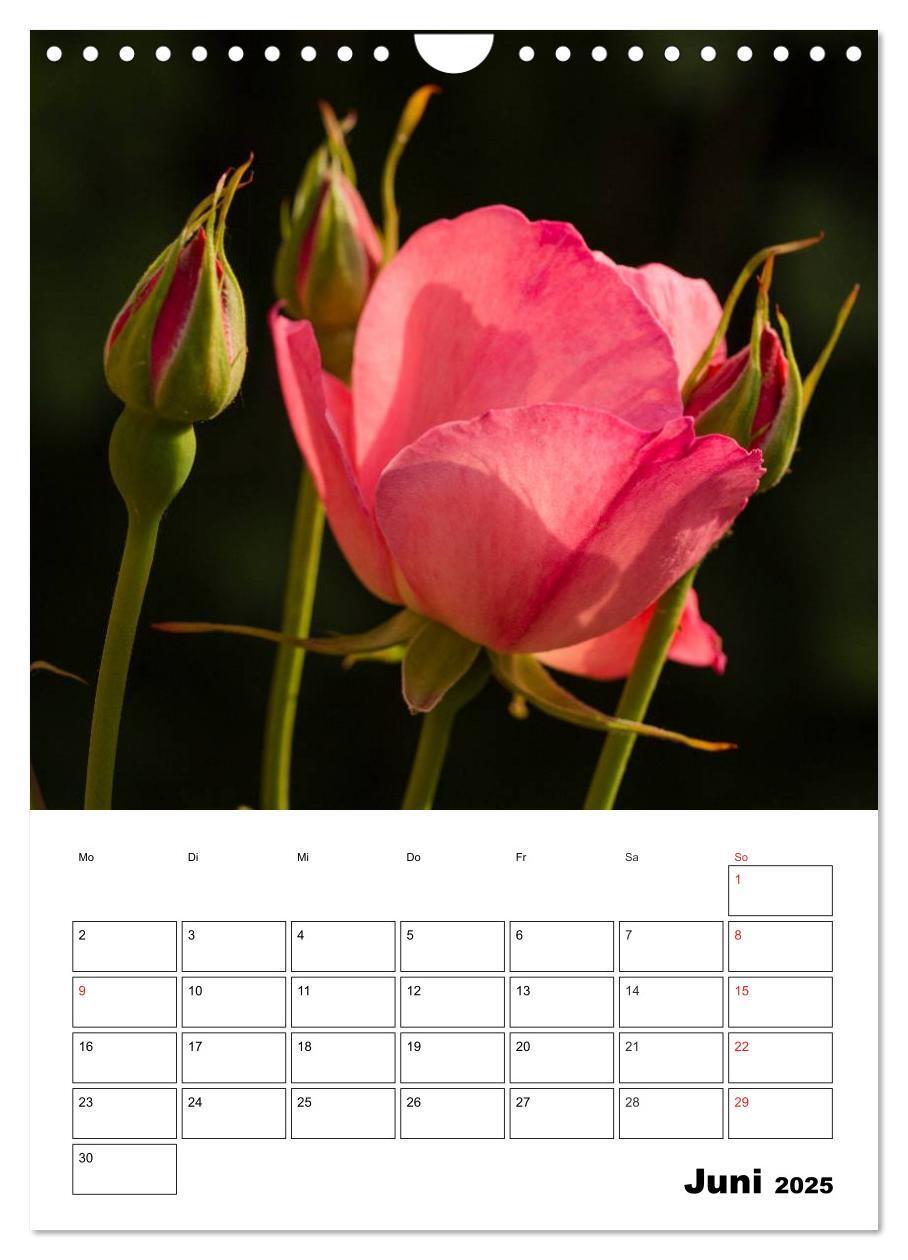 Bild: 9783457022283 | Zauberhafte Rosen (Wandkalender 2025 DIN A4 hoch), CALVENDO...