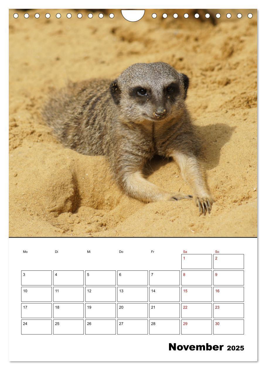 Bild: 9783435932818 | Niedliche Erdmännchen (Wandkalender 2025 DIN A4 hoch), CALVENDO...