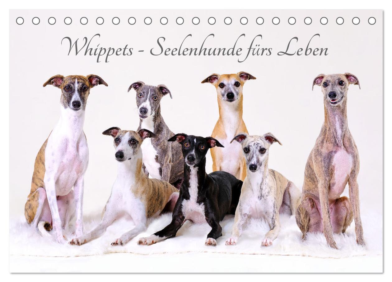 Cover: 9783383671715 | Whippets - Seelenhunde fürs Leben (Tischkalender 2024 DIN A5 quer),...