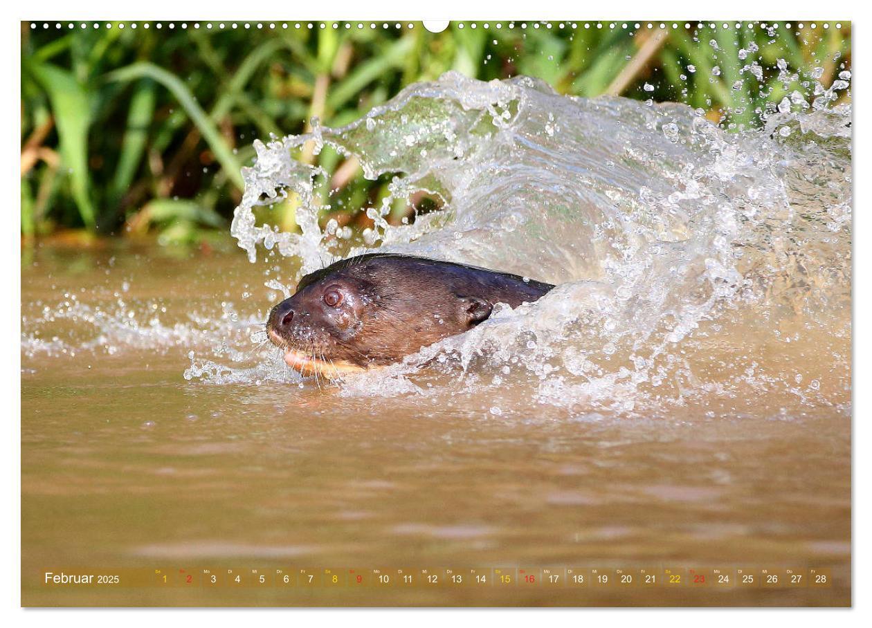 Bild: 9783435262595 | Riesenotter - Flusswölfe im Pantanal (Wandkalender 2025 DIN A2...