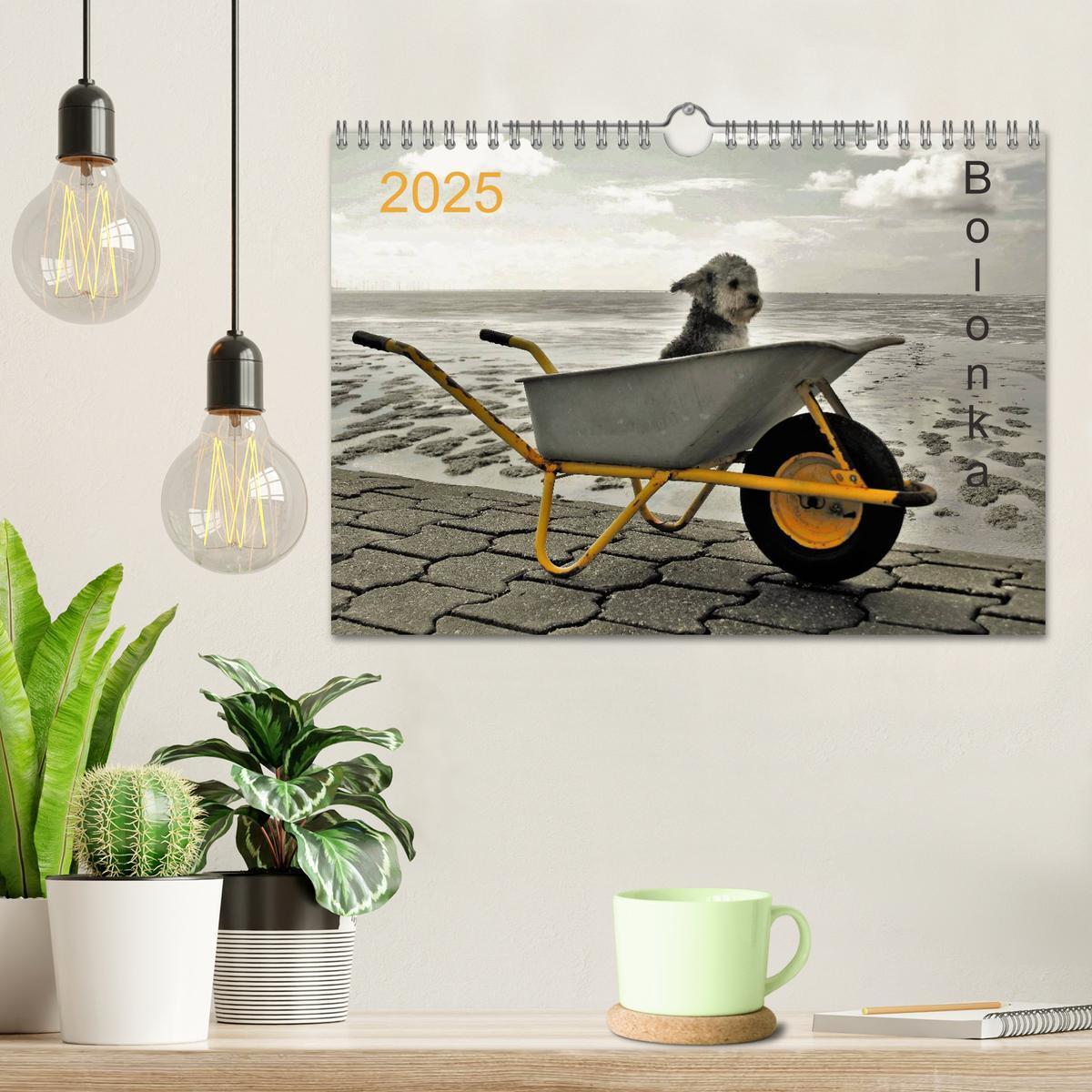 Bild: 9783435570744 | Bolonka 2025 (Wandkalender 2025 DIN A4 quer), CALVENDO Monatskalender