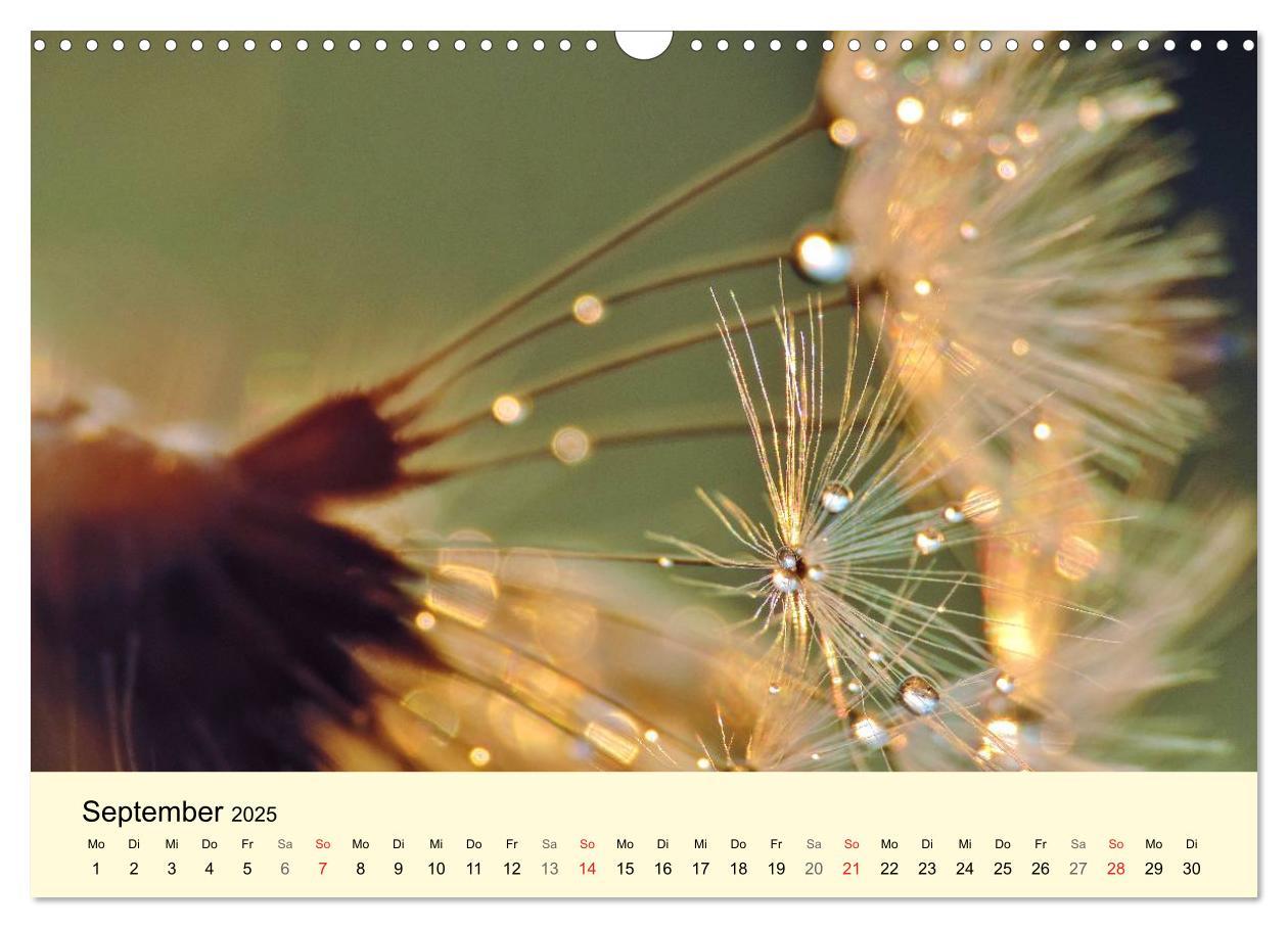 Bild: 9783435746620 | Naturjuwel Pusteblume (Wandkalender 2025 DIN A3 quer), CALVENDO...