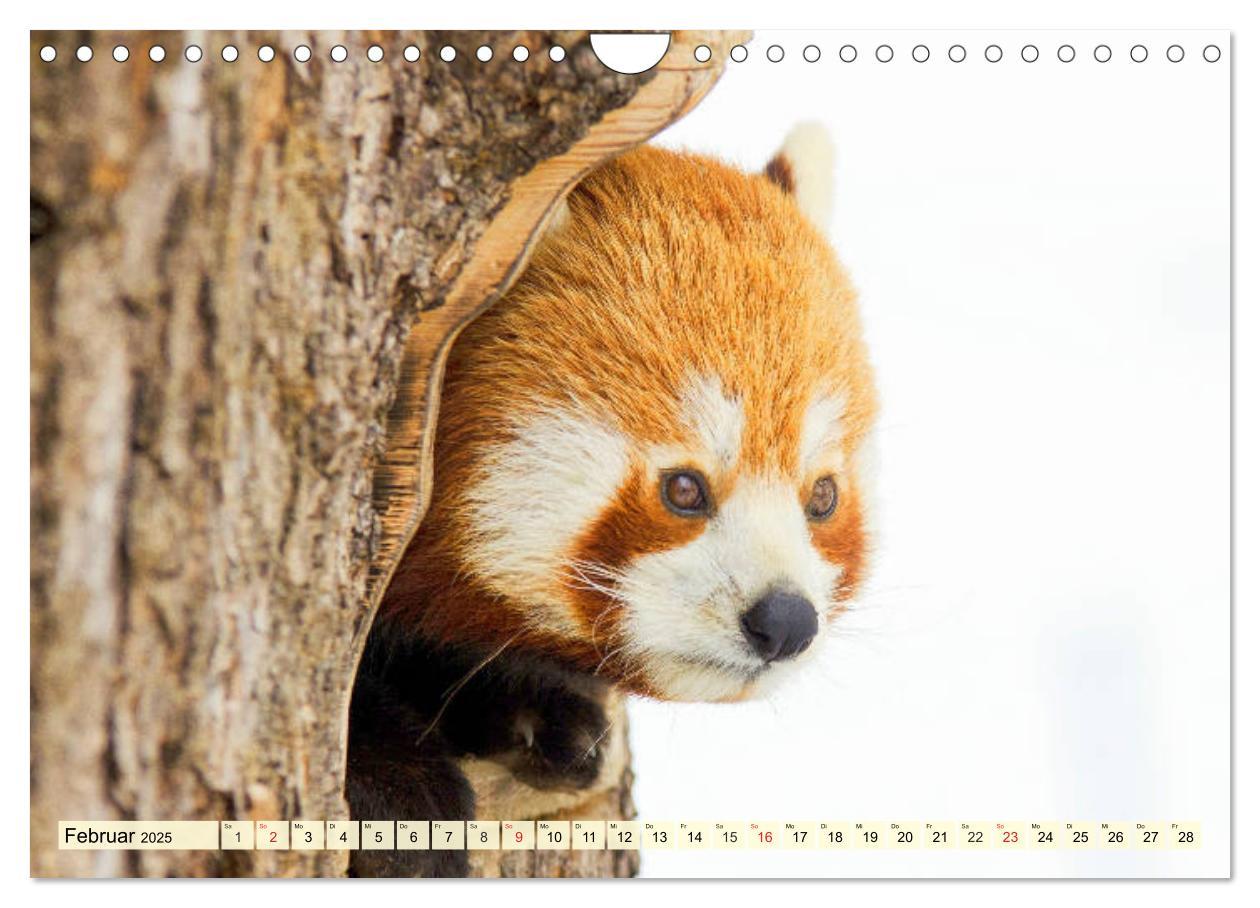 Bild: 9783435178766 | Roter Panda. Die superknuddeligen Katzenbären (Wandkalender 2025...