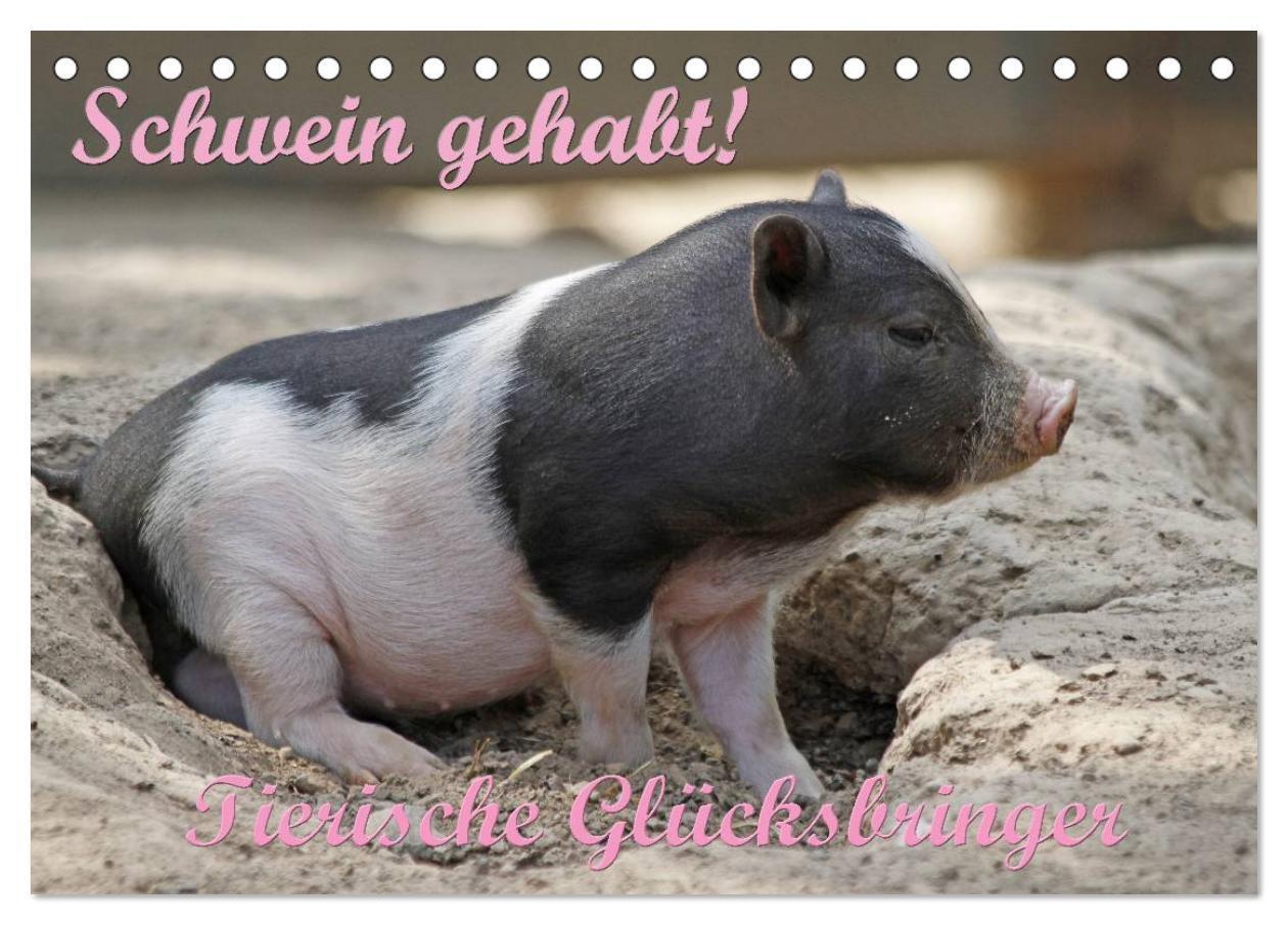 Cover: 9783435777501 | Schwein gehabt! (Tischkalender 2025 DIN A5 quer), CALVENDO...