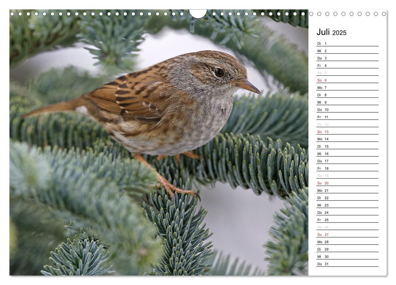 Bild: 9783435544547 | Unsere heimischen Gartenvögel (Wandkalender 2025 DIN A3 quer),...