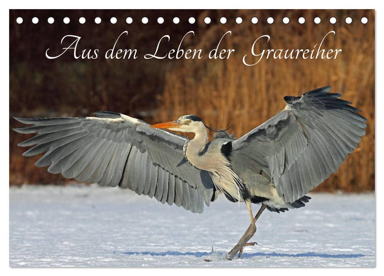 Cover: 9783383345562 | Aus dem Leben der Graureiher (Tischkalender 2024 DIN A5 quer),...