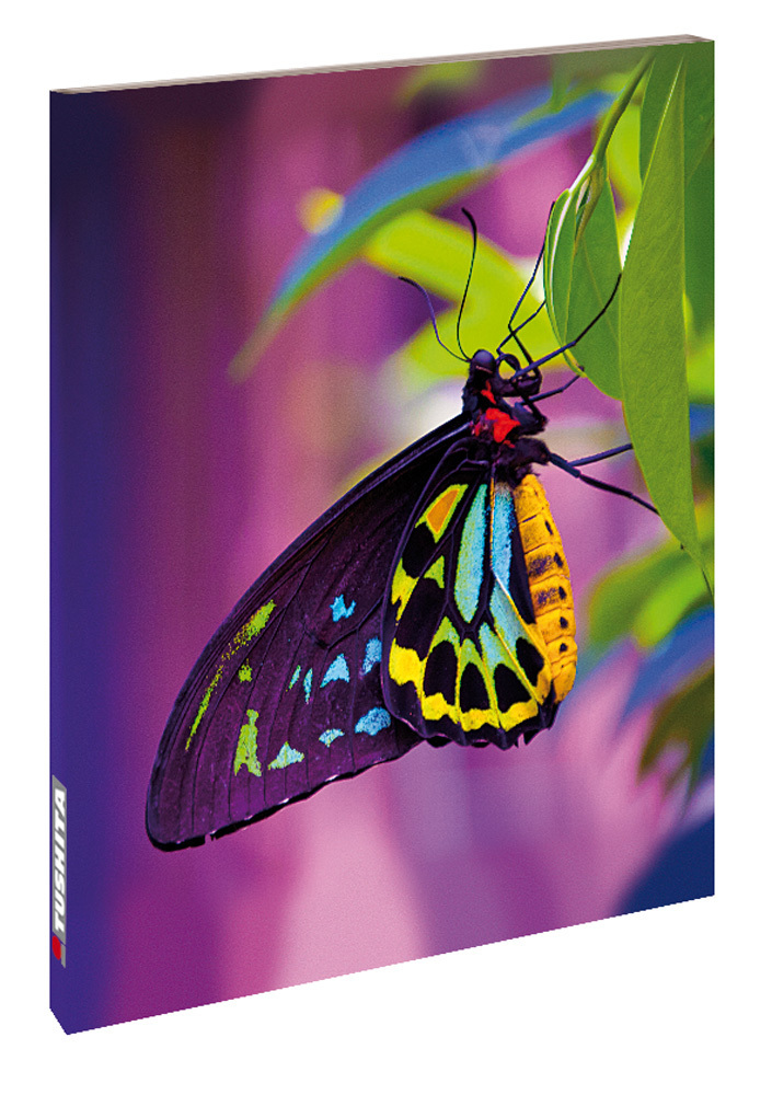 Cover: 9783955706951 | Butterfly | Blankbook | Tushita-Verlag | Buch | 144 S. | Deutsch