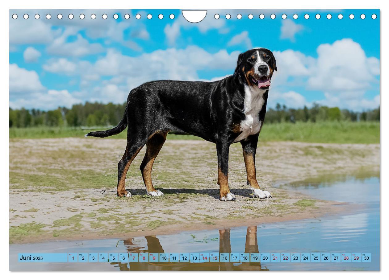 Bild: 9783457217979 | Große Schweizer - Gigantische Sennenhunde (Wandkalender 2025 DIN A4...