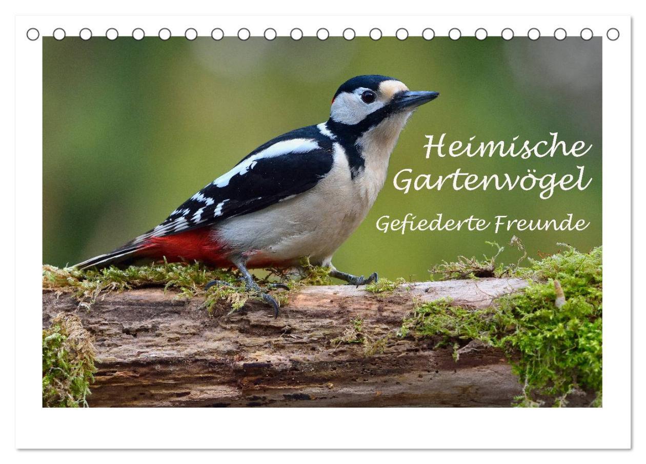 Cover: 9783383259340 | Heimische Gartenvögel - Gefiederte Freunde (Tischkalender 2024 DIN...
