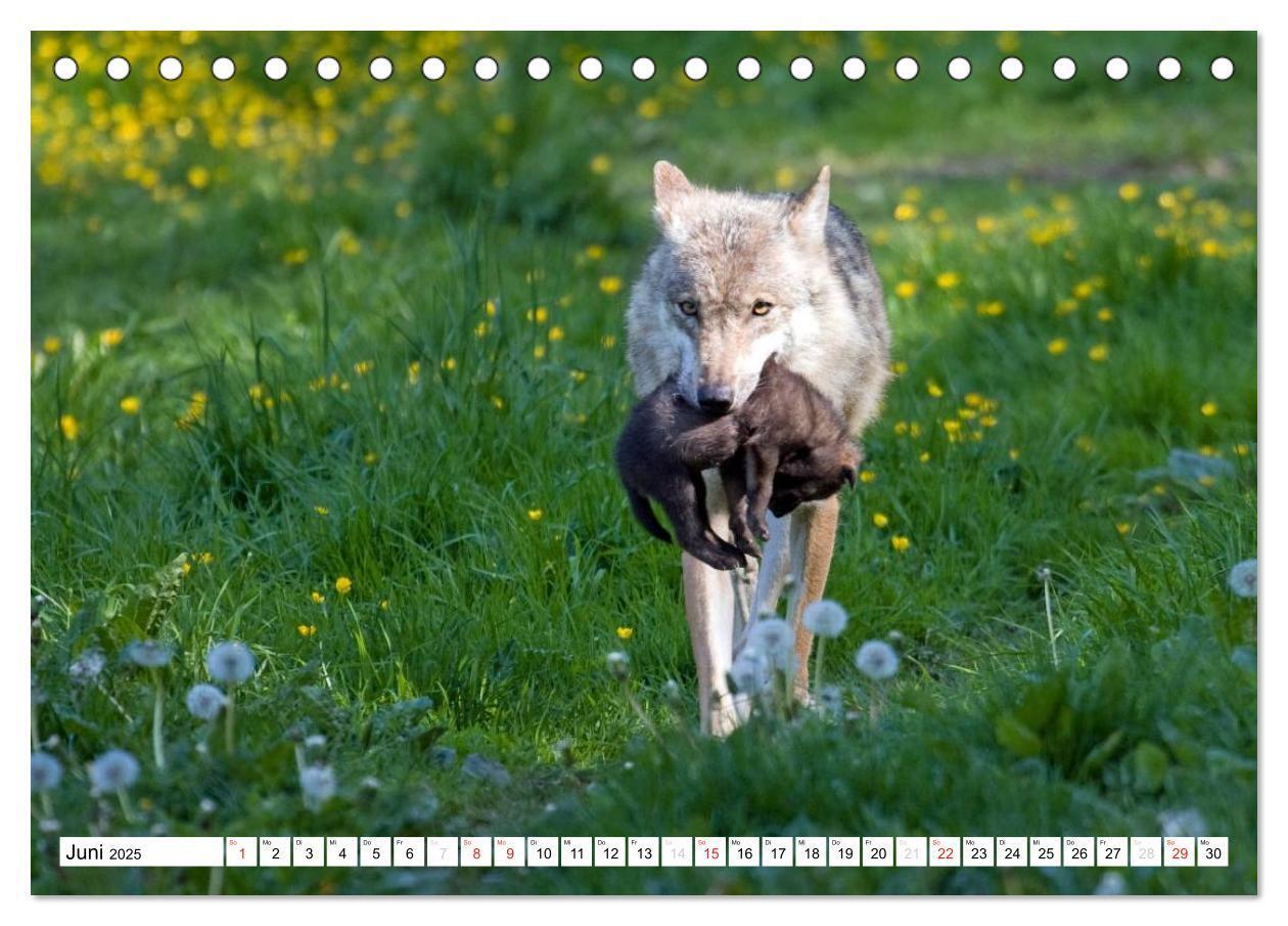 Bild: 9783435490035 | Mit dem Wolf durch's Jahr (Tischkalender 2025 DIN A5 quer),...