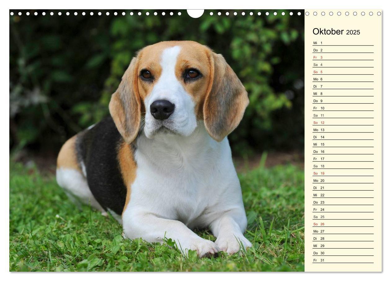 Bild: 9783435541287 | Beagle - Herz auf 4 Pfoten (Wandkalender 2025 DIN A3 quer),...