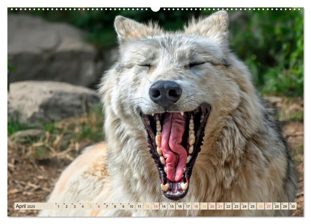 Bild: 9783435334643 | Wolf - Imposanter Jäger (Wandkalender 2025 DIN A2 quer), CALVENDO...