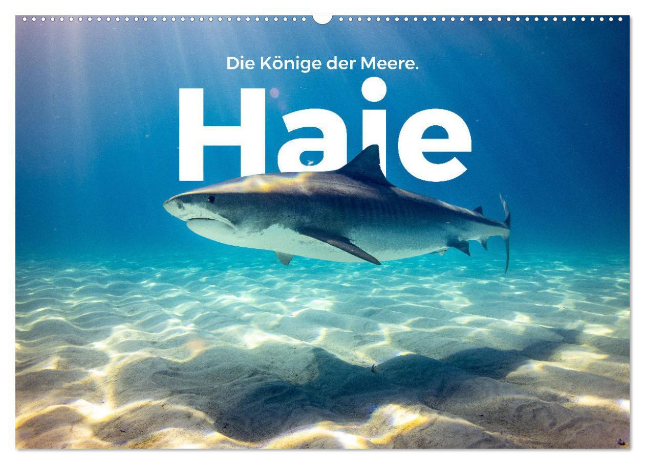 Cover: 9783675497870 | Haie - Könige der Meere. (Wandkalender 2024 DIN A2 quer), CALVENDO...