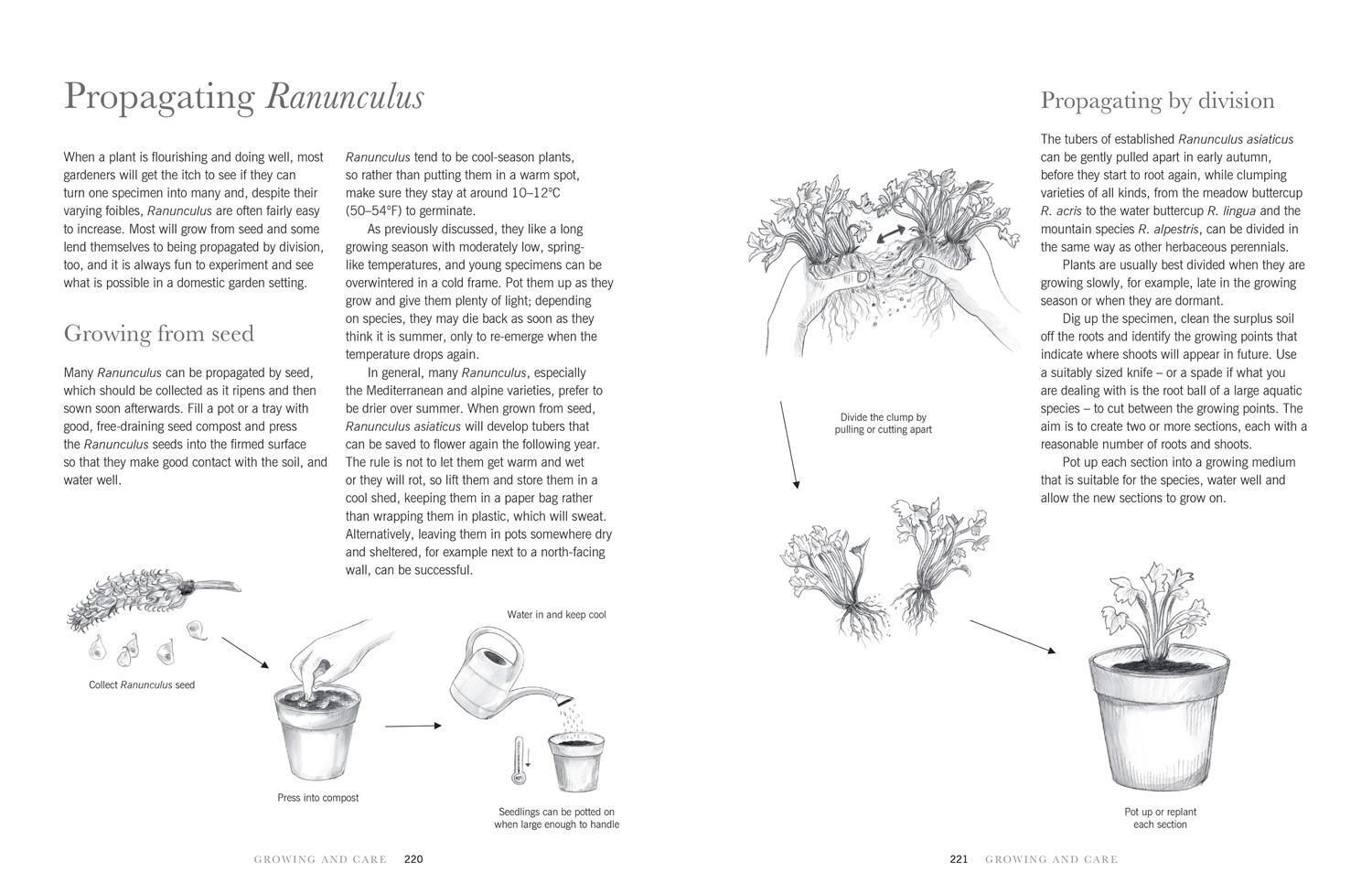 Bild: 9781911663973 | Ranunculus | Beautiful Buttercups for Home and Garden | Naomi Slade