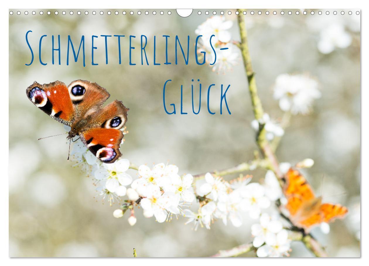Cover: 9783675731356 | Schmetterlings-Glück (Wandkalender 2024 DIN A3 quer), CALVENDO...