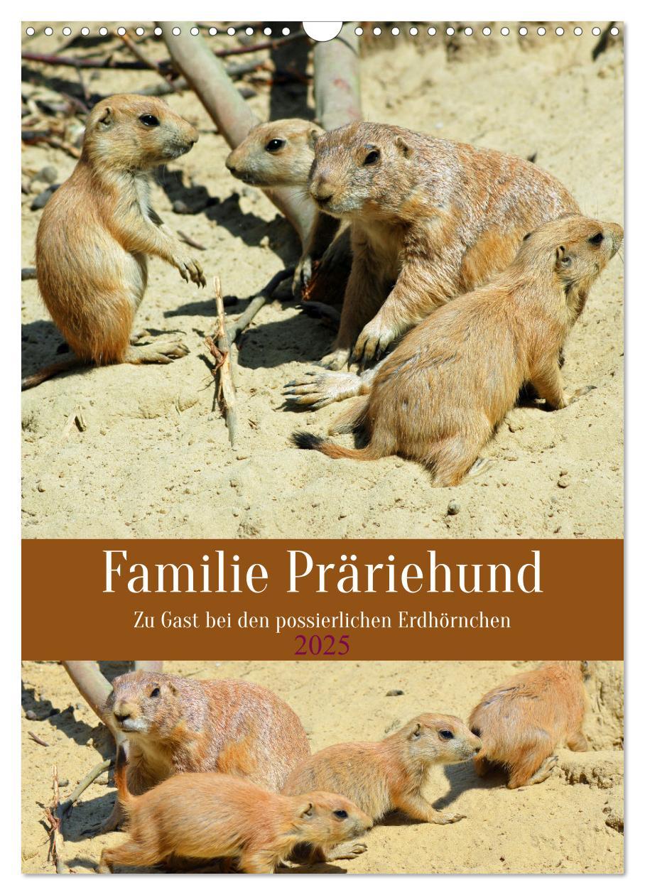 Cover: 9783435897728 | Familie Präriehund (Wandkalender 2025 DIN A3 hoch), CALVENDO...