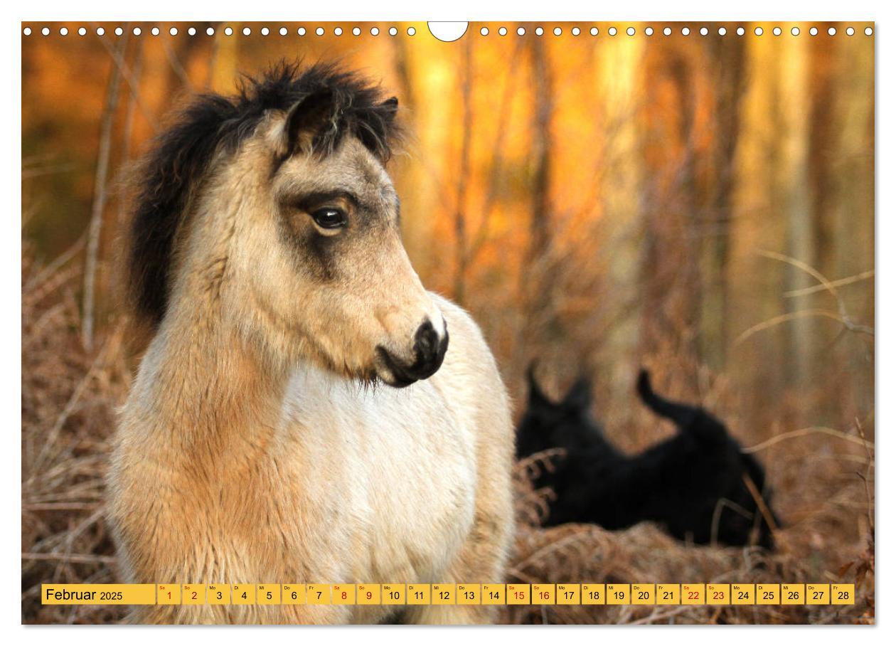 Bild: 9783435367023 | Ponys, die starken Persönlichkeiten (Wandkalender 2025 DIN A3...