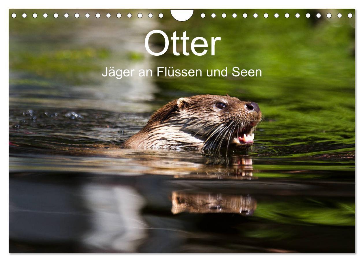 Cover: 9783675571242 | Otter - Jäger an Flüssen und Seen (Wandkalender 2024 DIN A4 quer),...