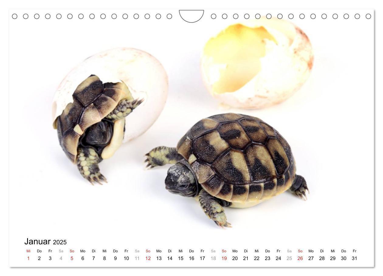 Bild: 9783435819423 | Der kleine Gecko und seine Freunde (Wandkalender 2025 DIN A4 quer),...