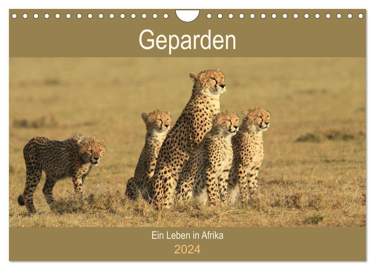 Cover: 9783675579934 | Geparden - Ein Leben in Afrika (Wandkalender 2024 DIN A4 quer),...