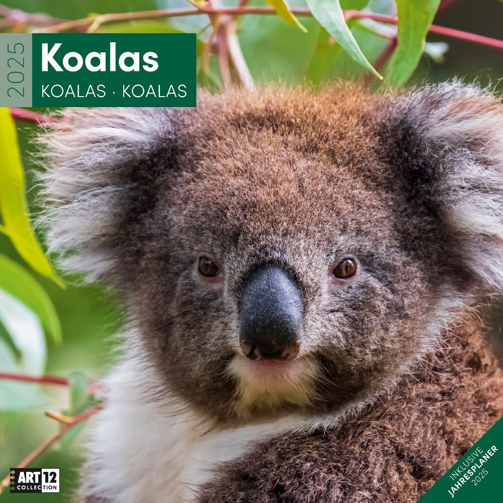 Cover: 9783838445229 | Koalas Kalender 2025 - 30x30 | Ackermann Kunstverlag | Kalender | 2025