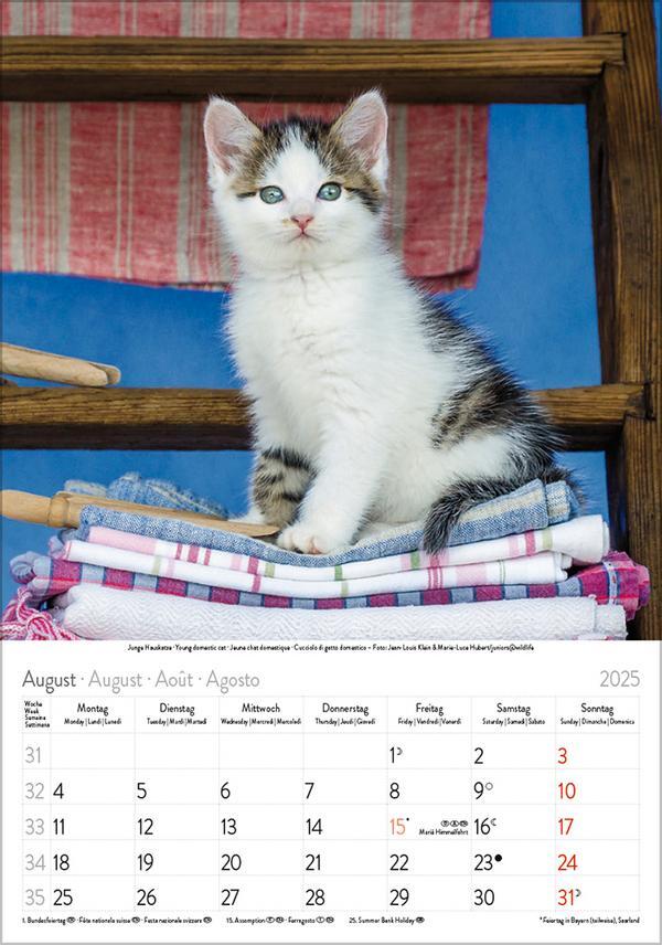 Bild: 9783731876168 | Katzen 2025 | Verlag Korsch | Kalender | Spiralbindung | 13 S. | 2025