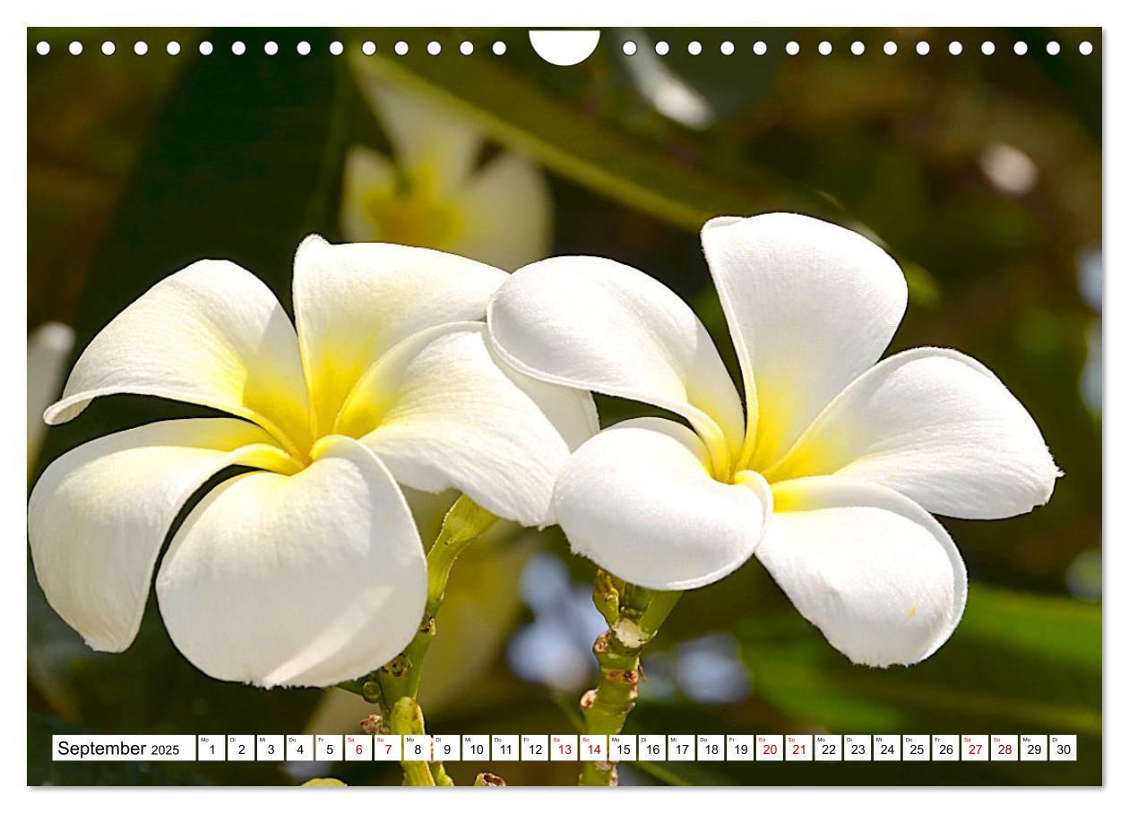 Bild: 9783435326631 | Rarotonga - Trauminsel im Südpazifik. (Wandkalender 2025 DIN A4...